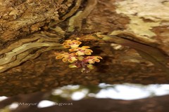 Smithsonia straminea